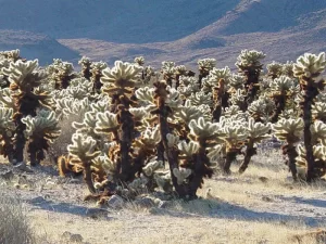 kaktus cholla co to jest
