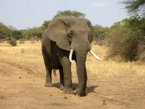 ile wazy slon